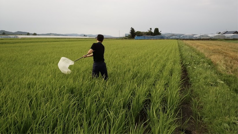 病害虫発生予察