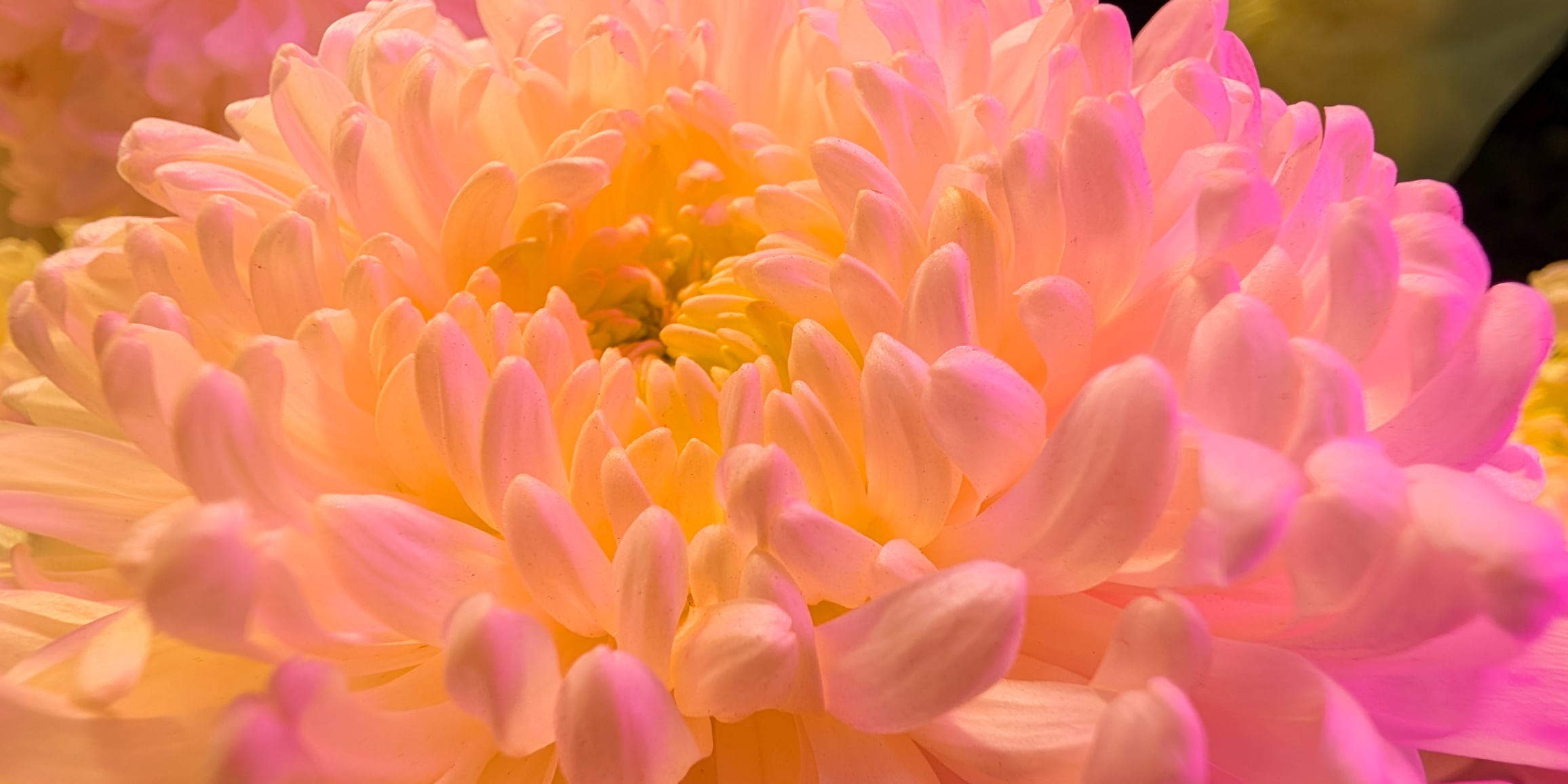 Eine Makroaufnahme von Blütenpollen in einer Blume.