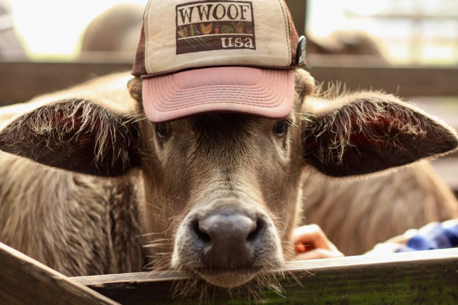 Cow on Eco Farm
