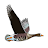 Birds of Ireland Field Guide icon