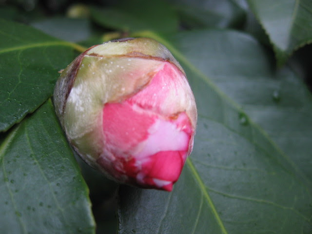 red_bud