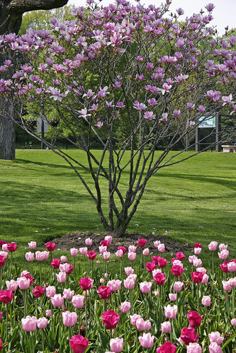 Thinking of Spring