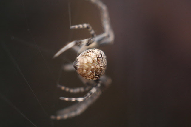 spider, tanner springs