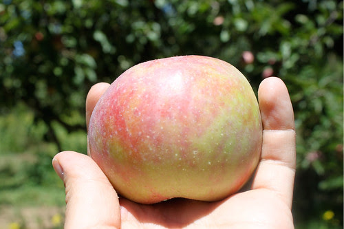 Gravenstein Apples