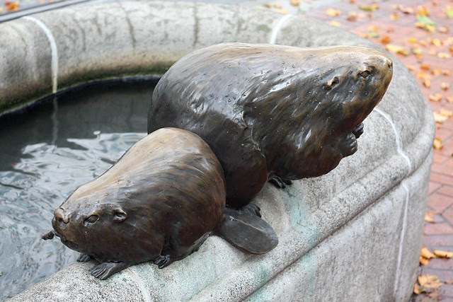 Animals in Pools
