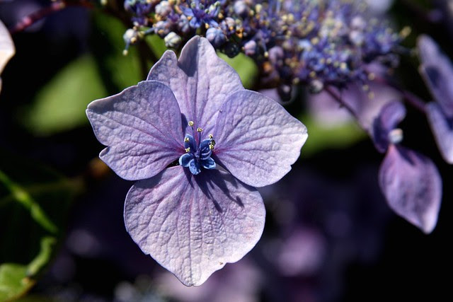 Hydrangeas, Howell Territorial Park