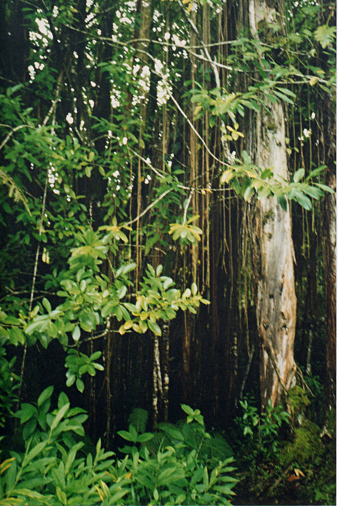 'Akaka Falls