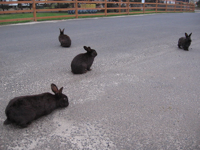 bunny2