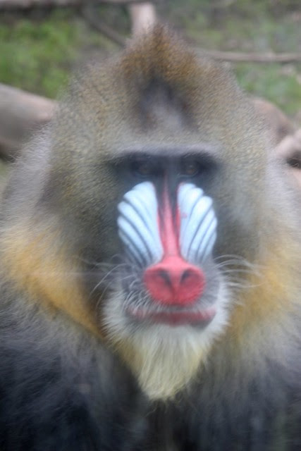 Mandrill, Oregon Zoo