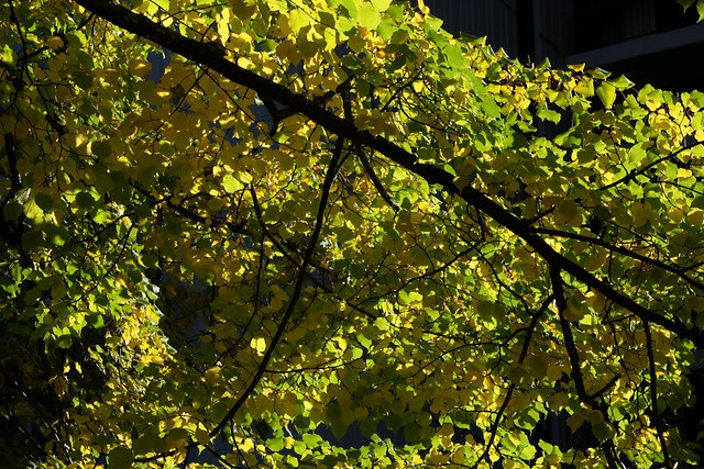 autumn, portland