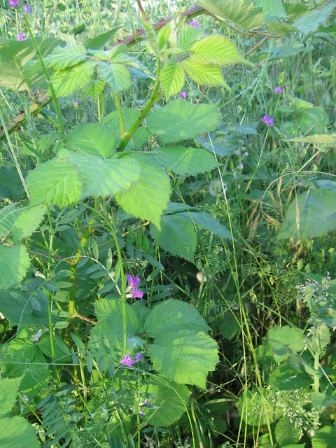 naito_plants1