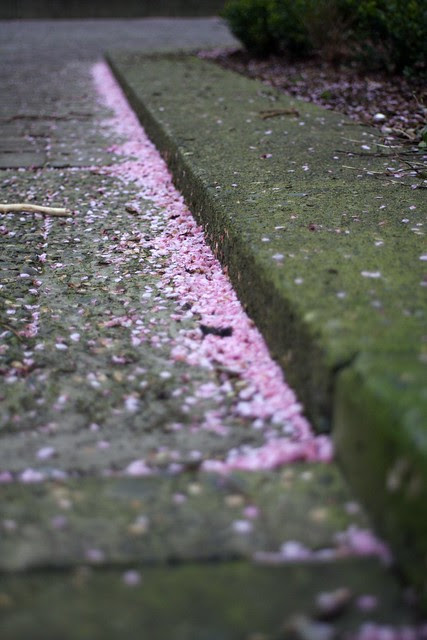 cherry petals, april 2011