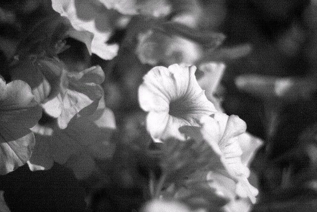 flowers, ultraviolet