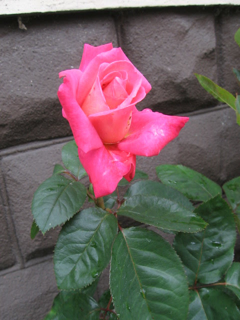 rose3