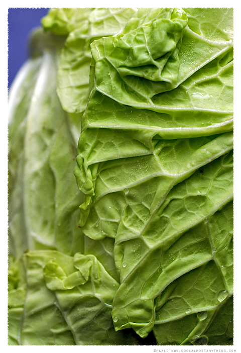 cabbage© by Haalo