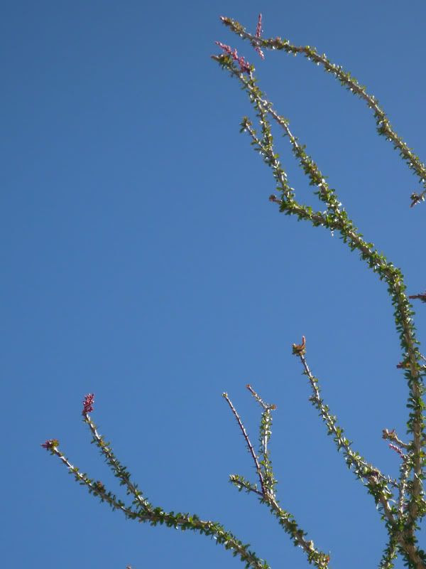 Red Ocotillo