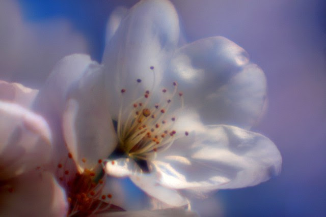 cherry tree, soft focus