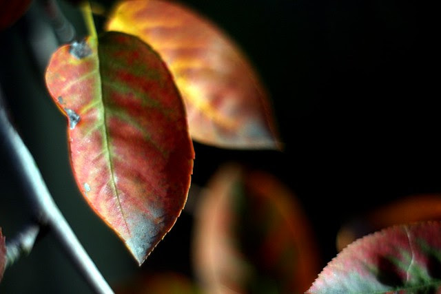 some november leaves