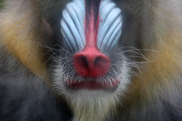Mandrill, Oregon Zoo