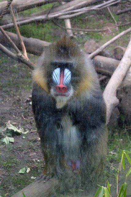 Mandrill, Oregon Zoo