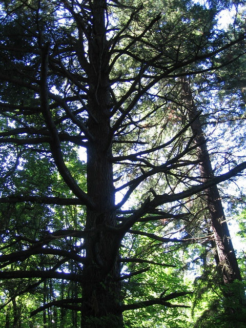 Forest, Kelly Butte
