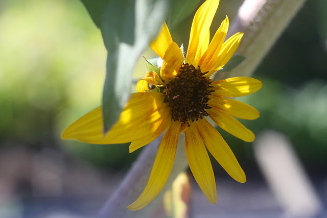 sunflowers, colonel summers park