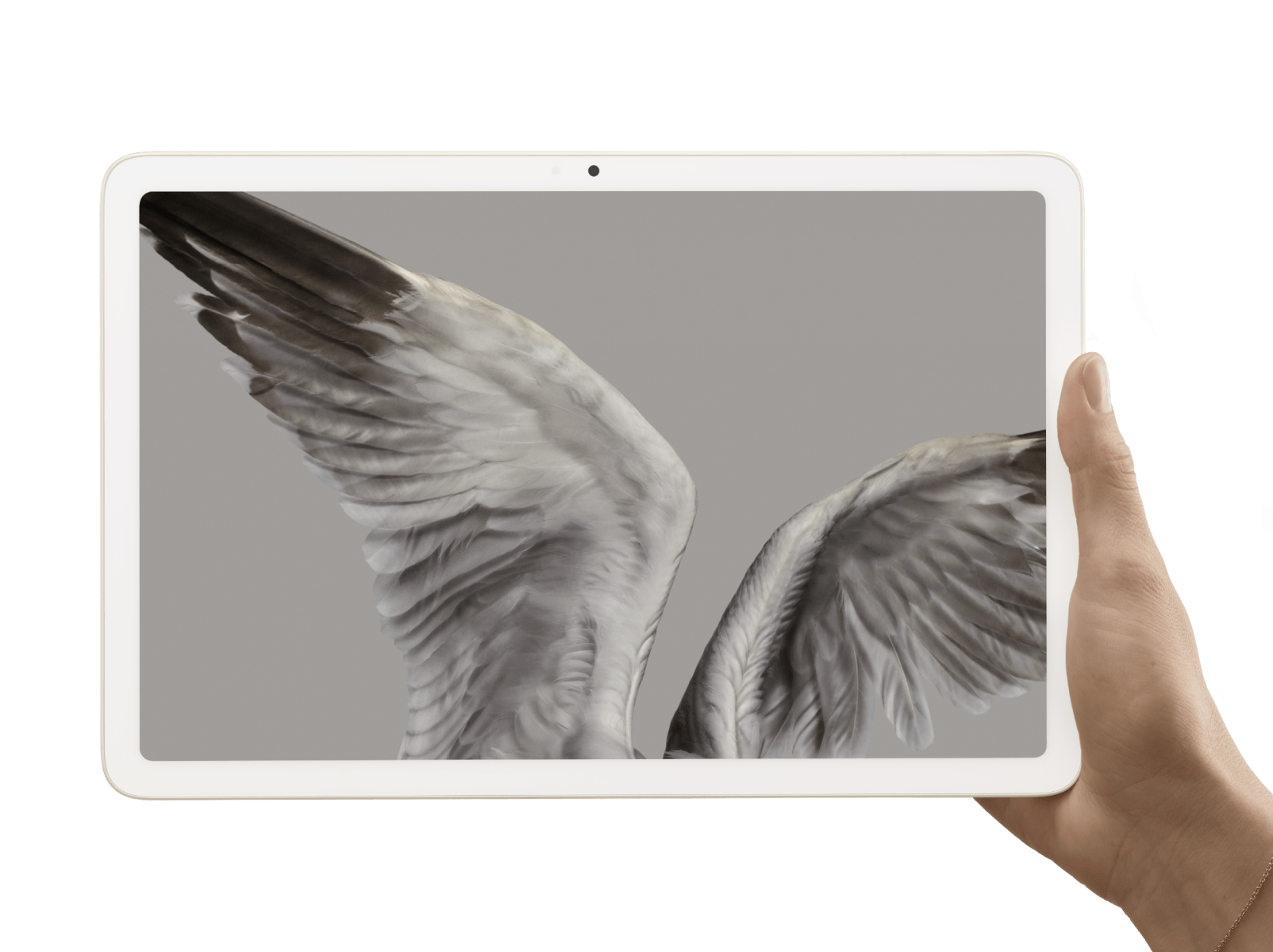 Gros plan de la Pixel Tablet montrant les détails saisissants d'une aile d'oiseau